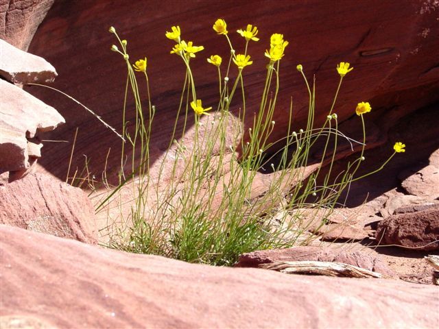 MoabFlowers (1293)